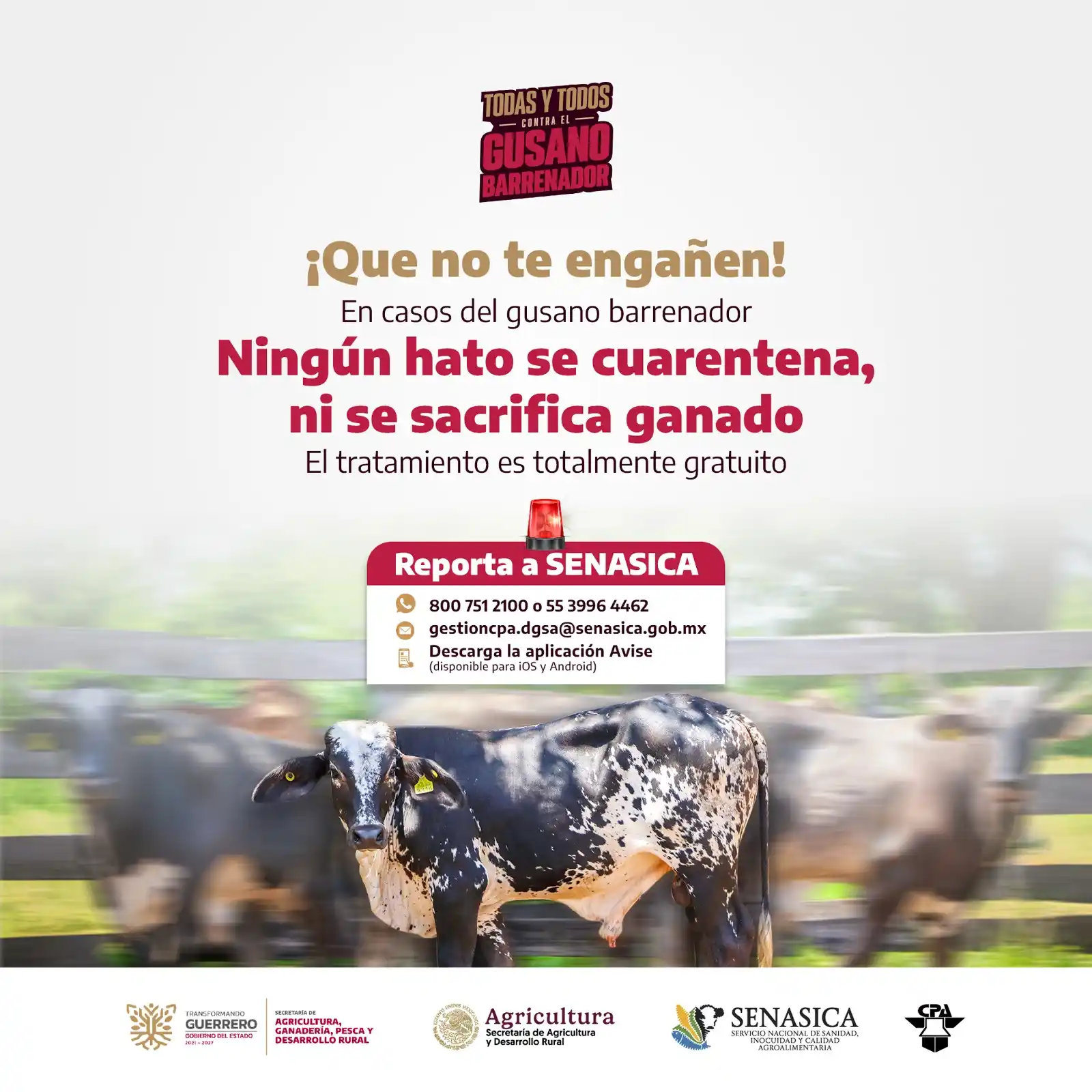 Image from SAGADEGRO: ¡Que no te engañen!   En caso de presentarse un caso de gusano barrena...