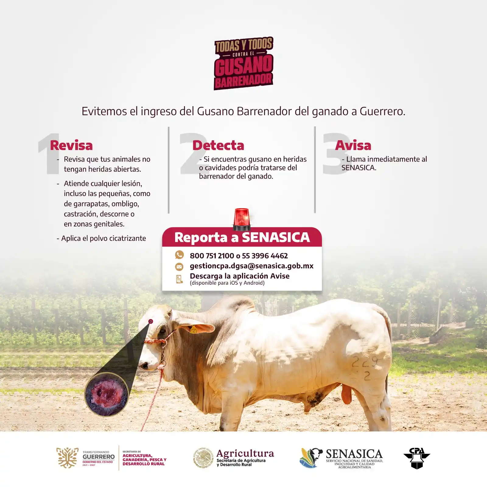 Image from SAGADEGRO: Revisa, detecta y avisa: tres acciones clave para proteger al ganado d...
