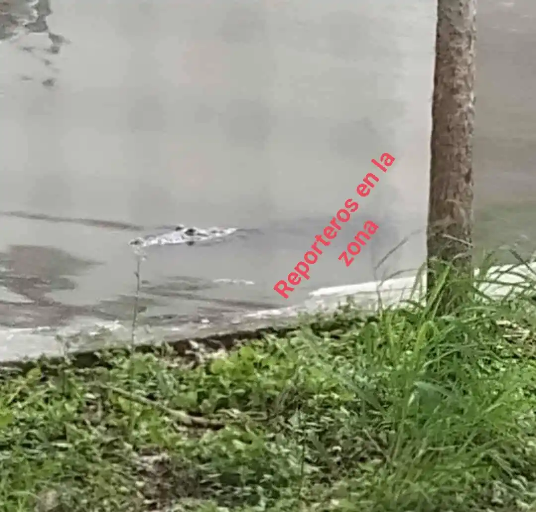 Image from Reporteros En La Zona🚨🎥📡📸: 🐊⚠️Siguen saliendo cocodrilos, ahora andan nadando unos en las calles...