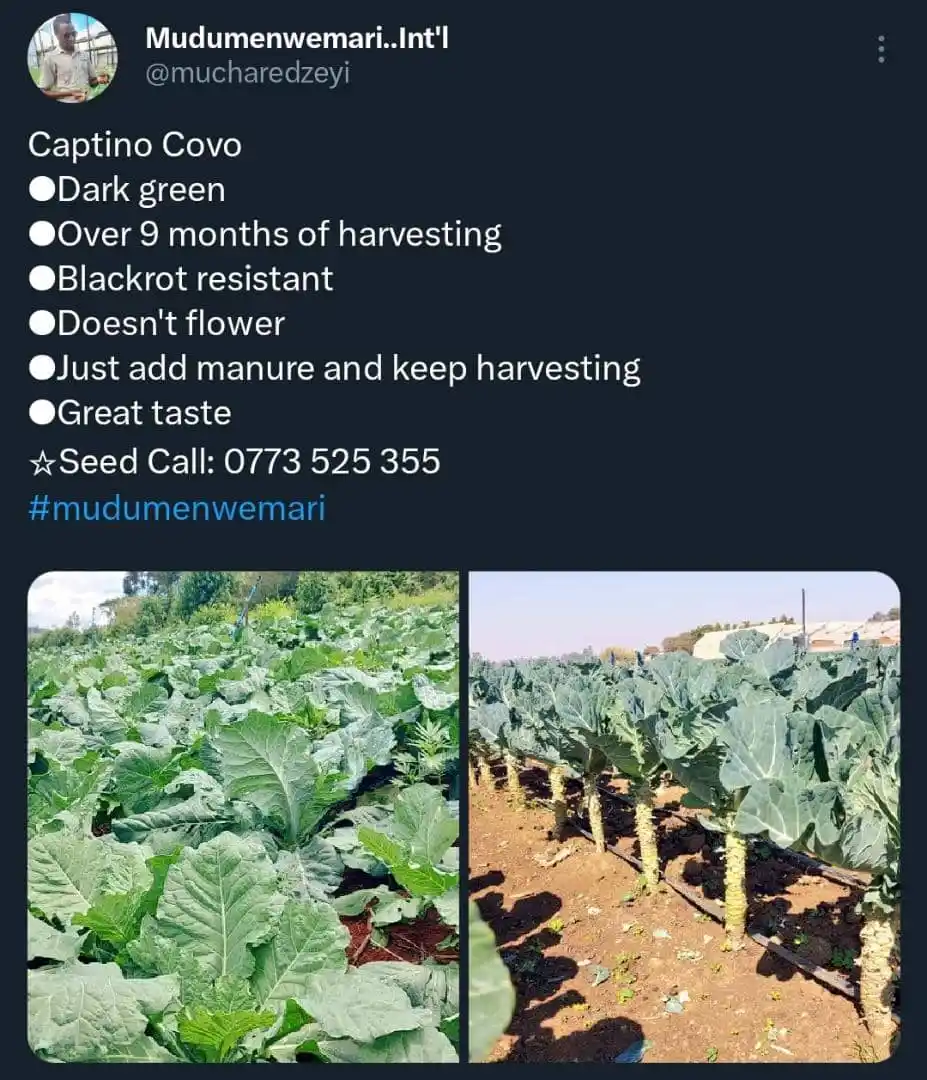 Mudumenwemari Clemency post