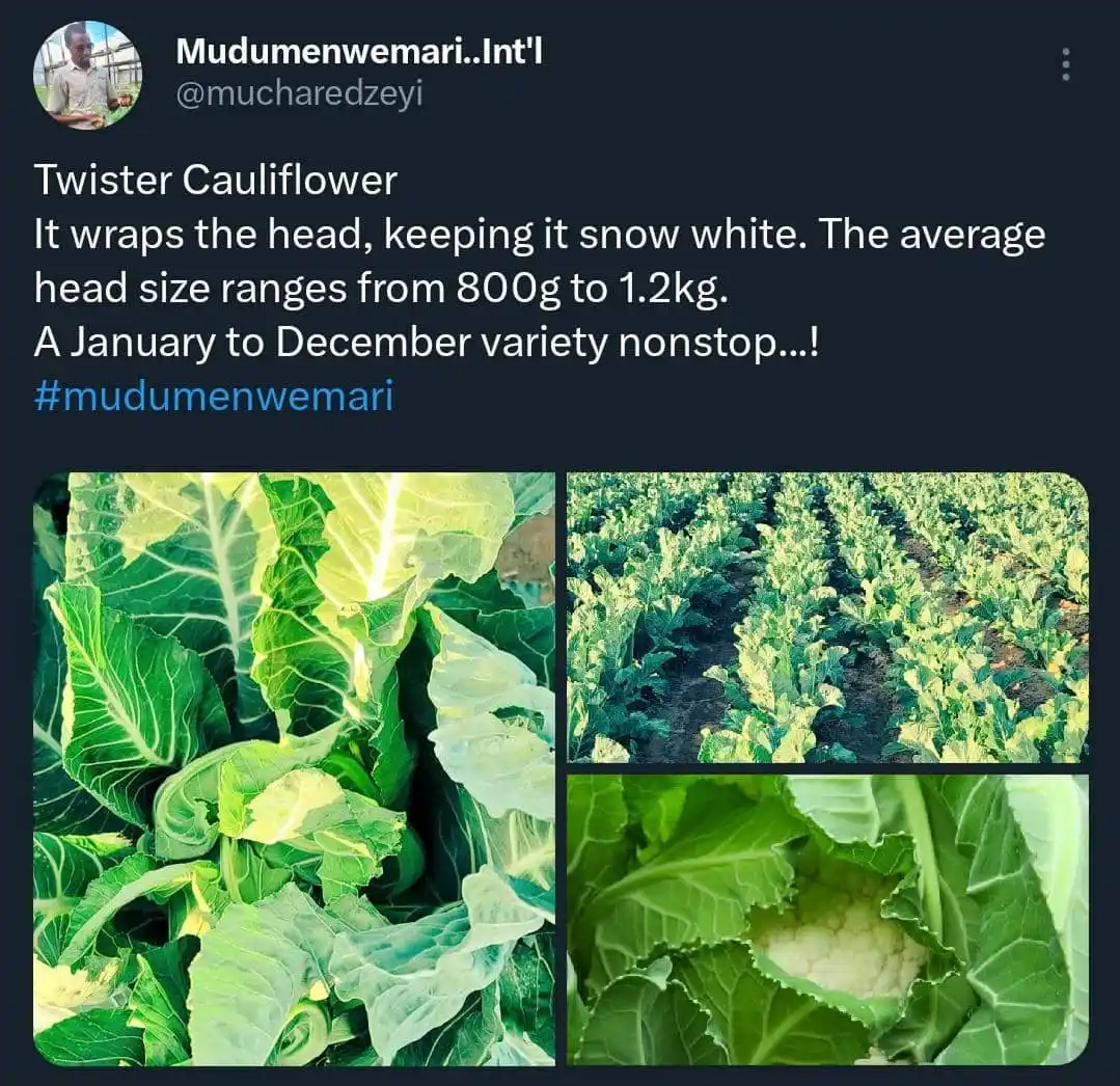 Mudumenwemari Clemency post