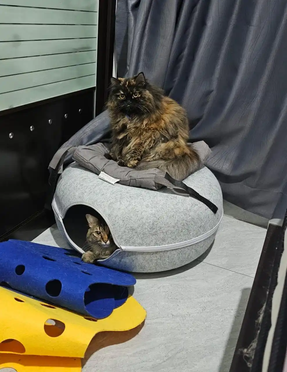 CUMP Meow post