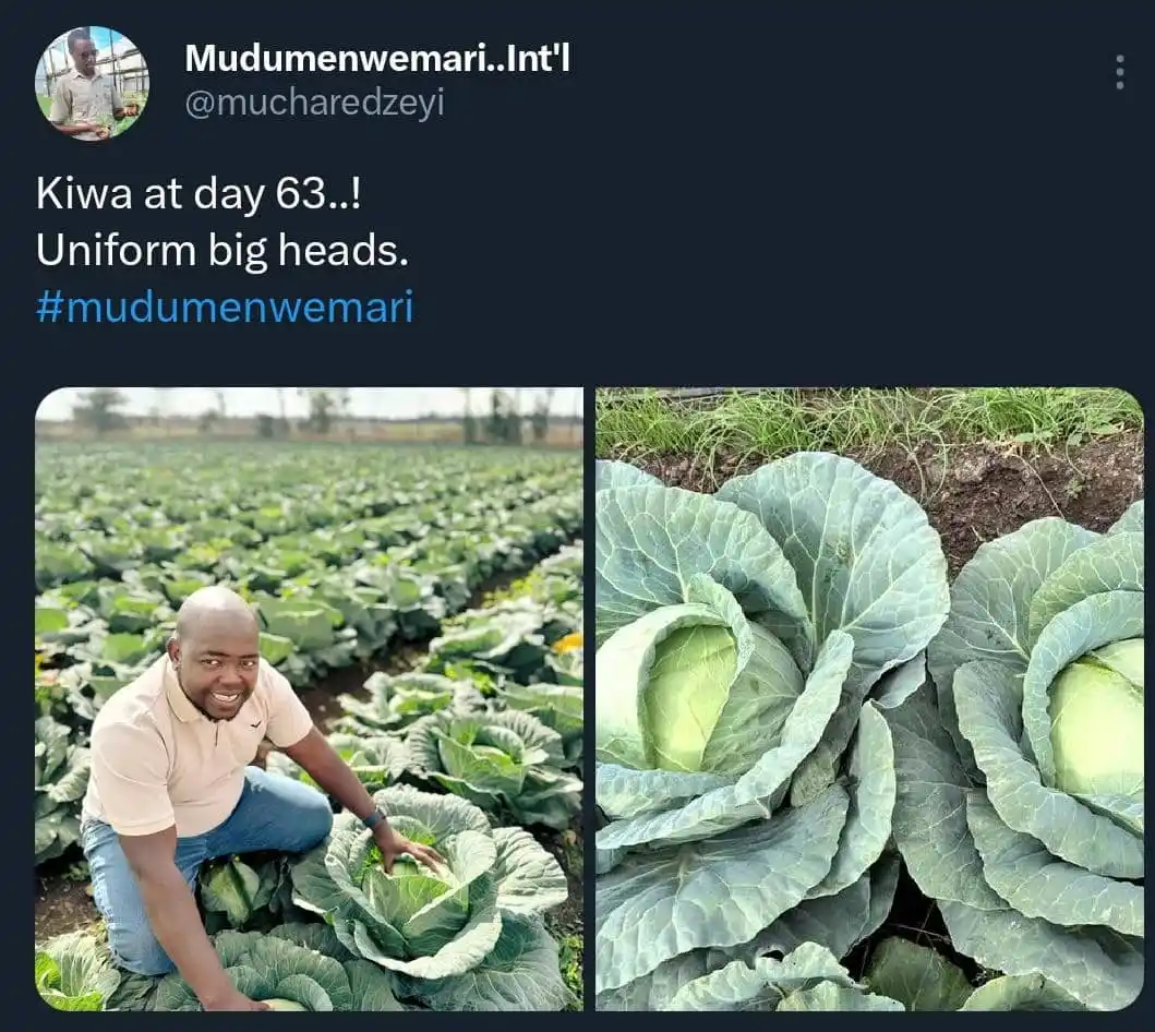 Mudumenwemari Clemency post
