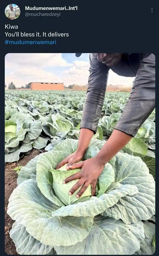 Mudumenwemari Clemency post