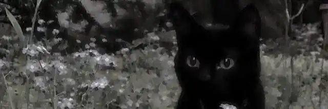 Image from ᳡݄࣮ໍ᮫ׅ۫🌸᩿𝆬ᷭ𐑼 ּ໋𐅁̤ׄ͜͡𝙼ּ᷼͝𝚒ּ᷼͝ໍ𝚆ּ࠭᷼͝𝙸ּ᷼͝𝚃ּ᷼͝ໍ𝙰᮫͜͡𐅀 ׅ𐑾᷑࣪❸〪᳞۟۟ɕֶ֔ꭎׅ࣫𝕣ֹ𑂘֢۫ꭷֺ࣮𑂘 ࣪𝕣ׅ۟𝝰֢ׄn࣮᷑𝐢〫t𝕒⃨᪲𑂘ํְ ᮫ׅ۫🐸̤᪲: > promociones bellas, hecha un vistazo a estos lindos canales.  https:...