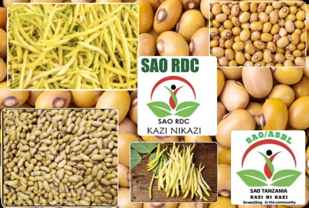 Image from SAO INTERNATIONAL KAZI NI KAZI: *🌾 SAO INTERNATIONAL – KAZI NI KAZI 🌾* *✨ Haricot Jaune – Trésor d...