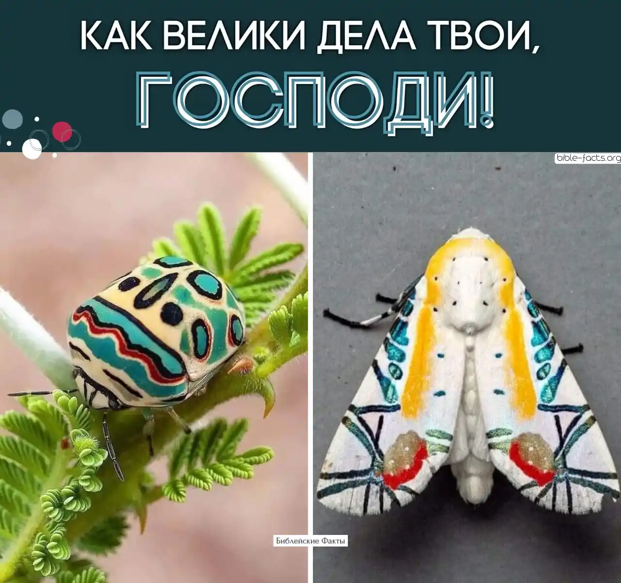 Image from Библейские Факты: Творец, Чей стиль — вне времени! В природе есть создания, будто распи...