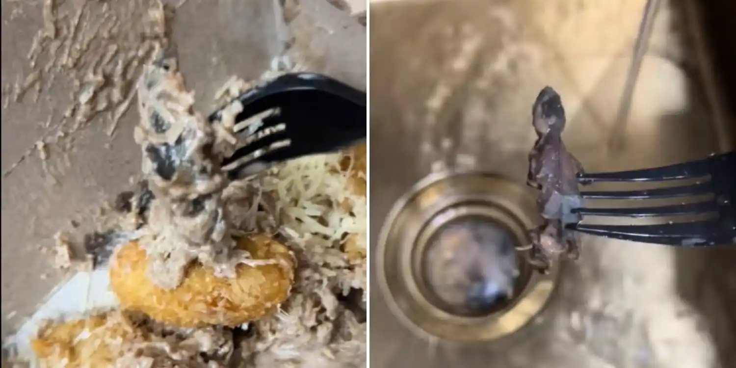 Image from MS News: *Woman in M’sia finds lizard in goreng pisang tiramisu, family alleged...