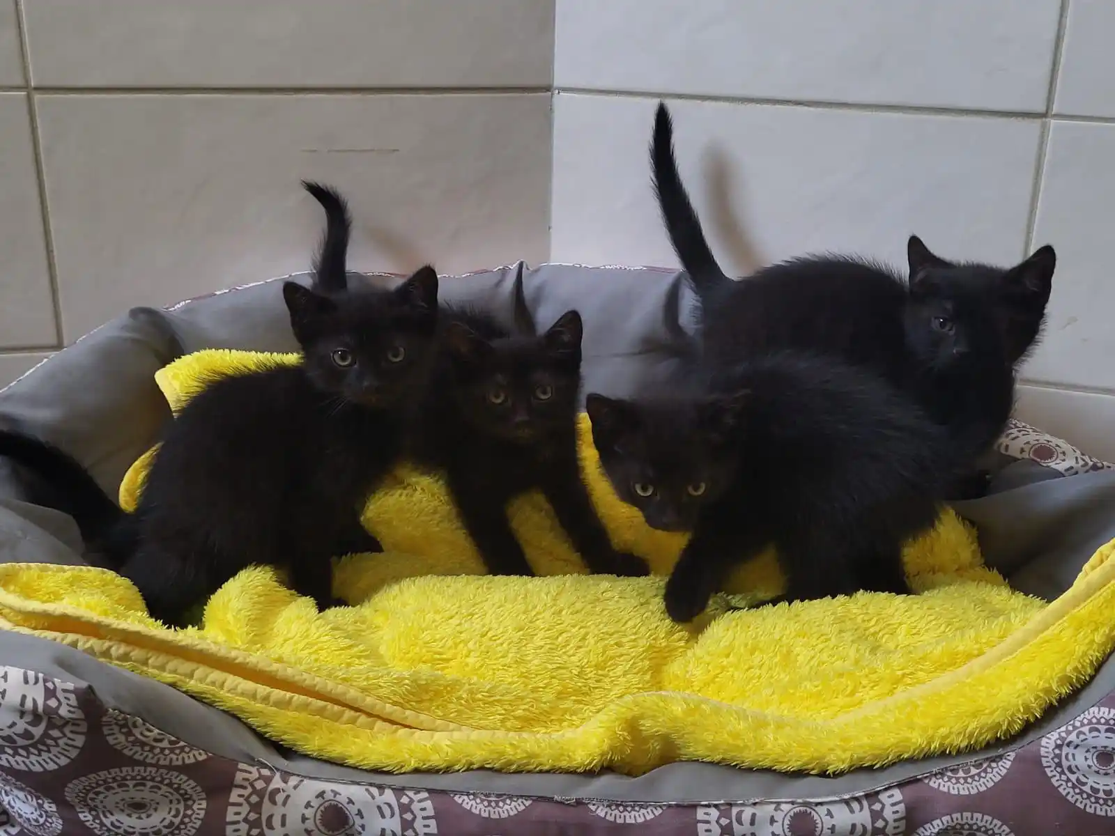 Image from Tierheim Röhrsdorf: Die ersten kleinen Kitten 😻haben die Impfungen erhalten und warten nu...