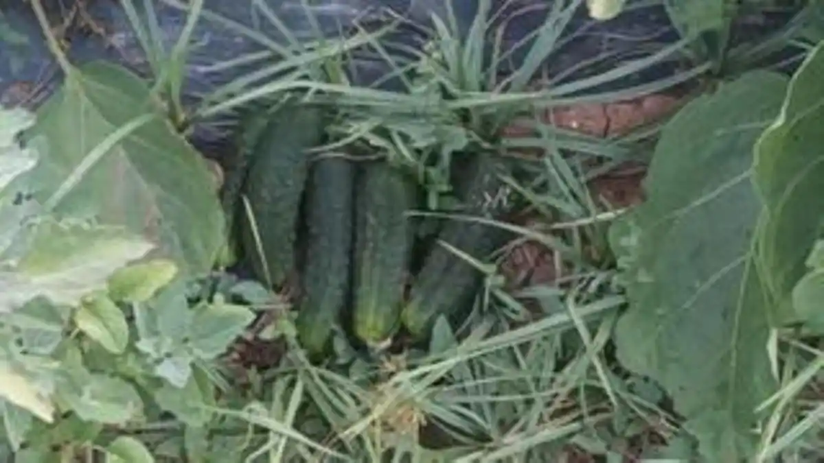 Image from El Periódico Mediterráneo: 🥒 *Saqueo total en el campo.* Le roban toda la cosecha de pepinos en ...