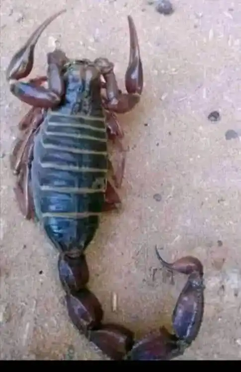 Image from السودان: ظهور نوع جديد من العقارب بمنطقة المناصير بولاية نهر النيل ..  سميرة حس...