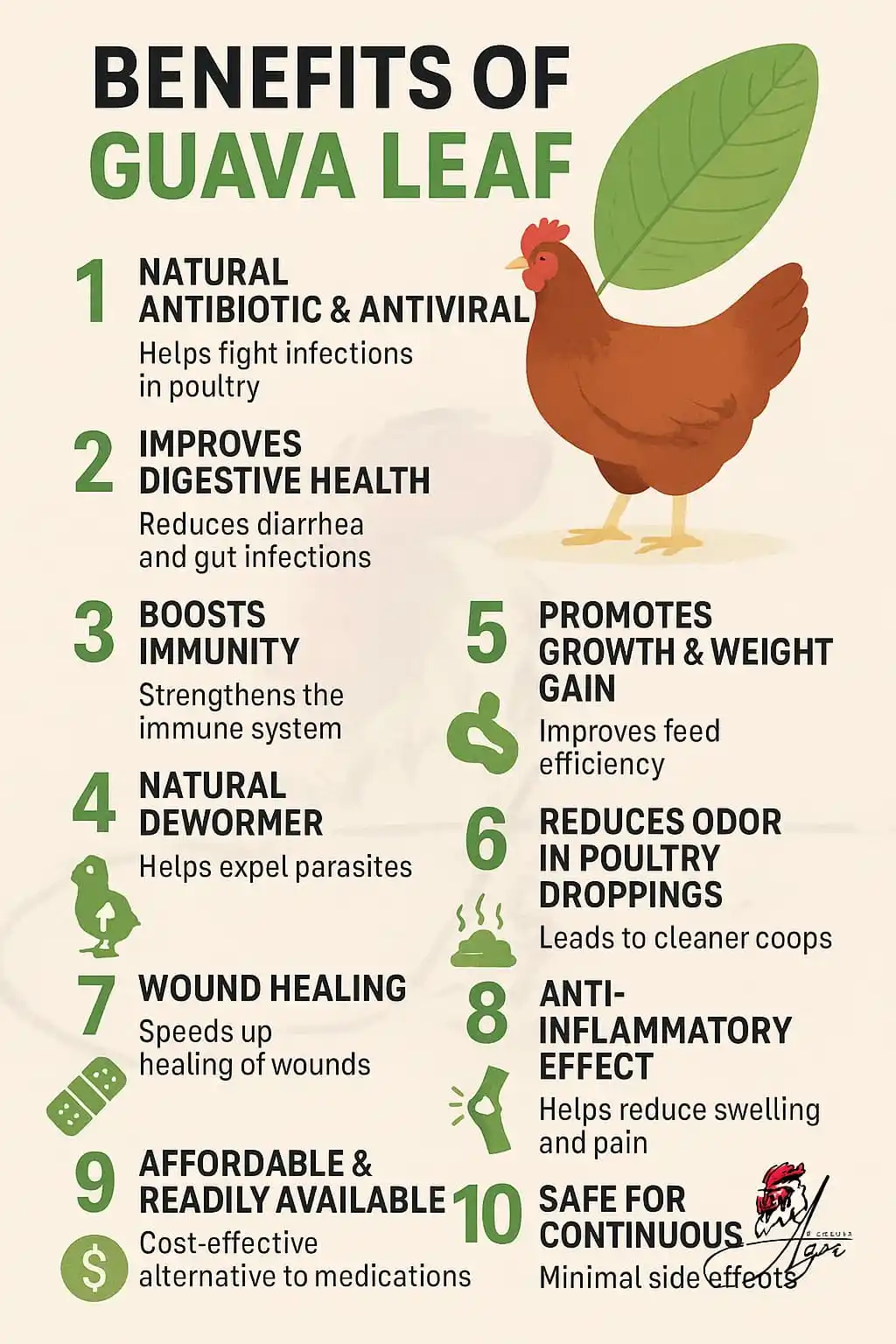 Image from AGRI_FARMS21: 🌿 *Benefits of Guava Leaf in Poultry* 1. Natural Antibiotic & Antiv...
