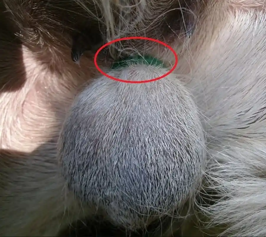 Image from Gatsheni Livestock Breeding: 🐐 𝗖𝗮𝘀𝘁𝗿𝗮𝘁𝗶𝗼𝗻 𝗶𝗻 𝗚𝗼𝗮𝘁𝘀: 𝗧𝗶𝗺𝗲 𝗜𝘁 𝗥𝗶𝗴𝗵𝘁  ✅ B...