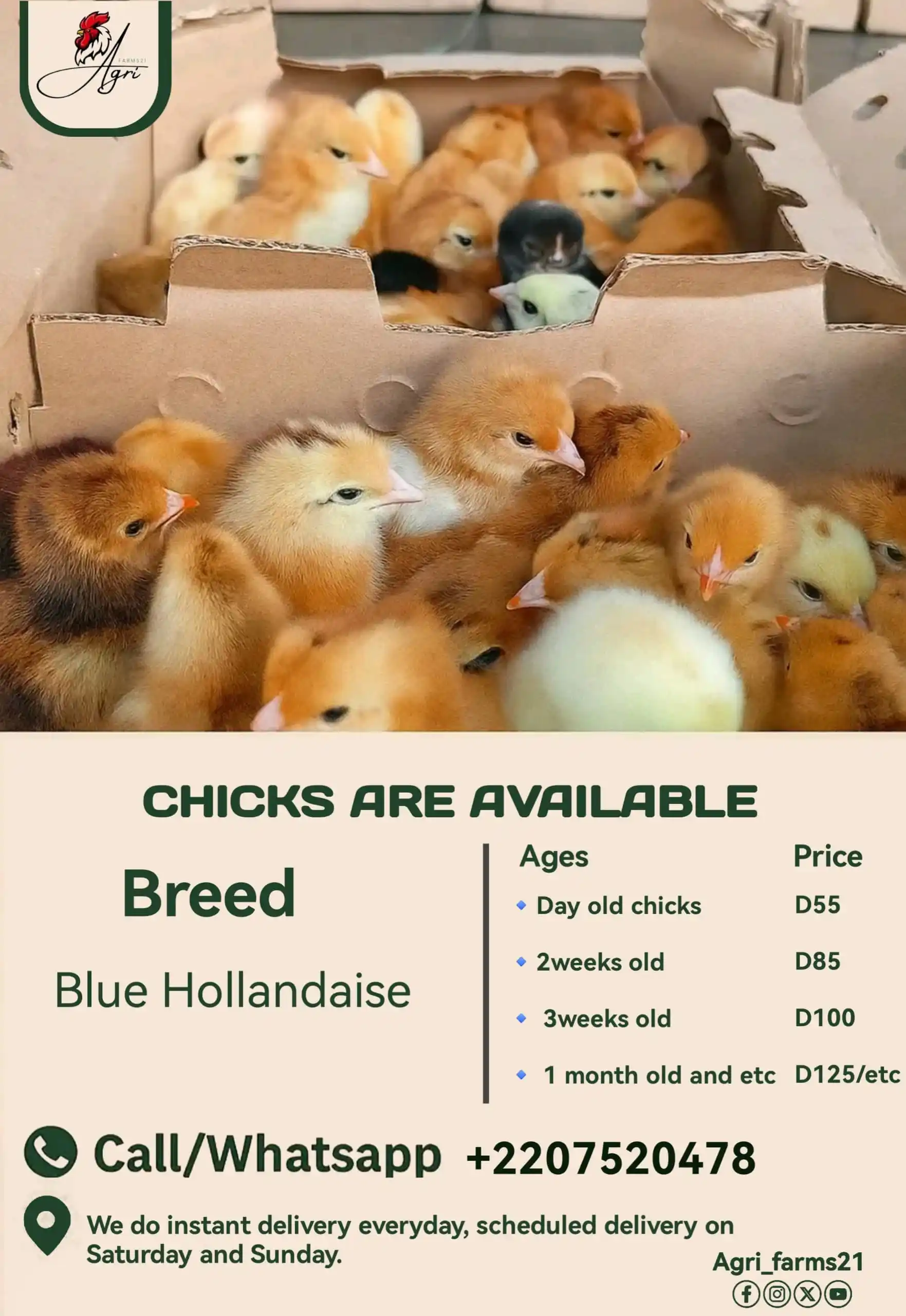 Image from AGRI_FARMS21: 🐣 *CHICKS ARE AVAILABLE NOW* ! 🐣 🚨 LIMITED STOCK – HURRY BEFORE THE...