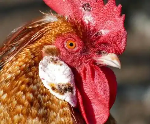 Image from AGRI_FARMS21: *Fowl Pox in Poultry Birds and Turkeys: What You Need to Know*   Are y...