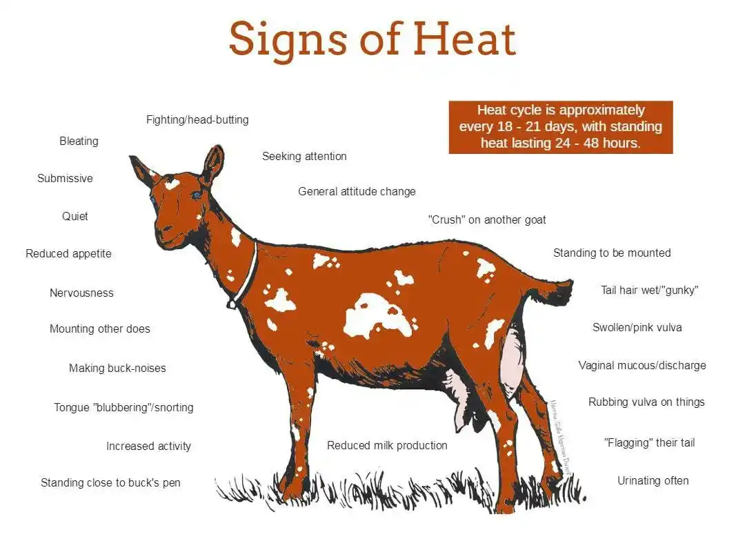 Image from Gatsheni Livestock Breeding: 🐐 𝗛𝗲𝗮𝘁 𝗦𝗶𝗴𝗻𝘀 𝗶𝗻 𝗗𝗼𝗲𝘀 — 𝗧𝗶𝗺𝗶𝗻𝗴 𝗶𝘀 𝗞𝗲𝘆  ✅ Tai...