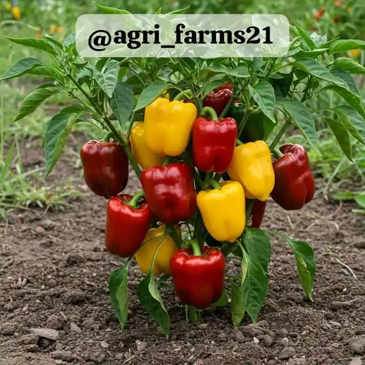 Image from AGRI_FARMS21: I Wish I Knew This Seed Sowing Trick Earlier – My Tomatoes and Peppers...