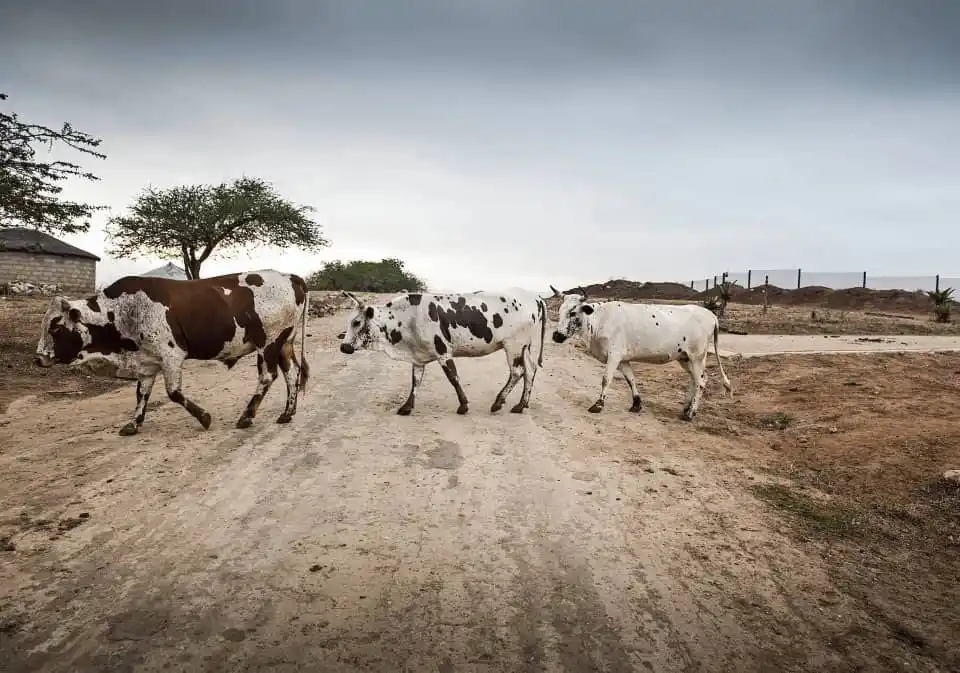 Image from The Voice Online News: *Mining of critical minerals tramples grazing and water rights in Zimb...