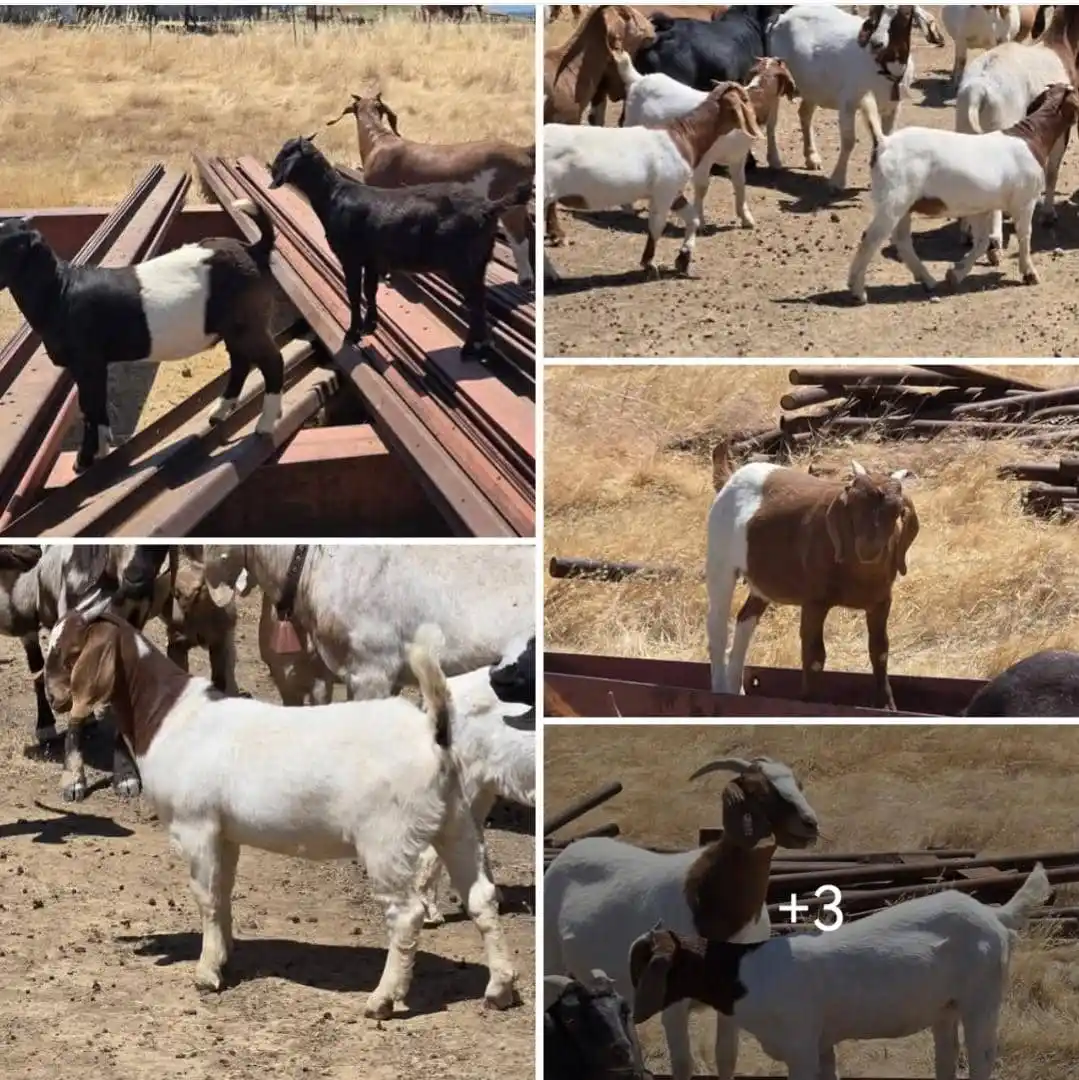 Image from AGRI_FARMS21: Raising Healthy Boer Goat Kids: 7 Essential Tips for a Strong Start! ...