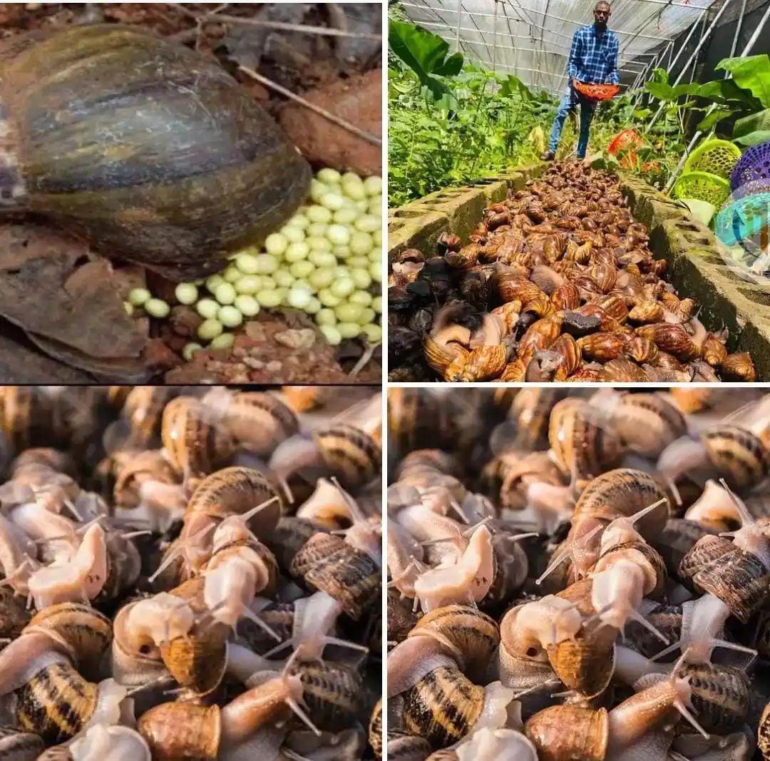Image from AGRI_FARMS21: *🐌 Snail Farming for Beginners – Quick Guide* Snail farming (helici...
