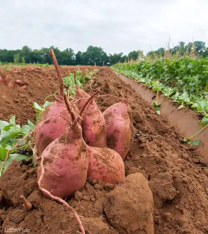 Image from AGRI_FARMS21: *THE HARD TRUTH ABOUT FARMING THAT NO ONE TELLS YOU!* 👇😎🌱 You’ve p...