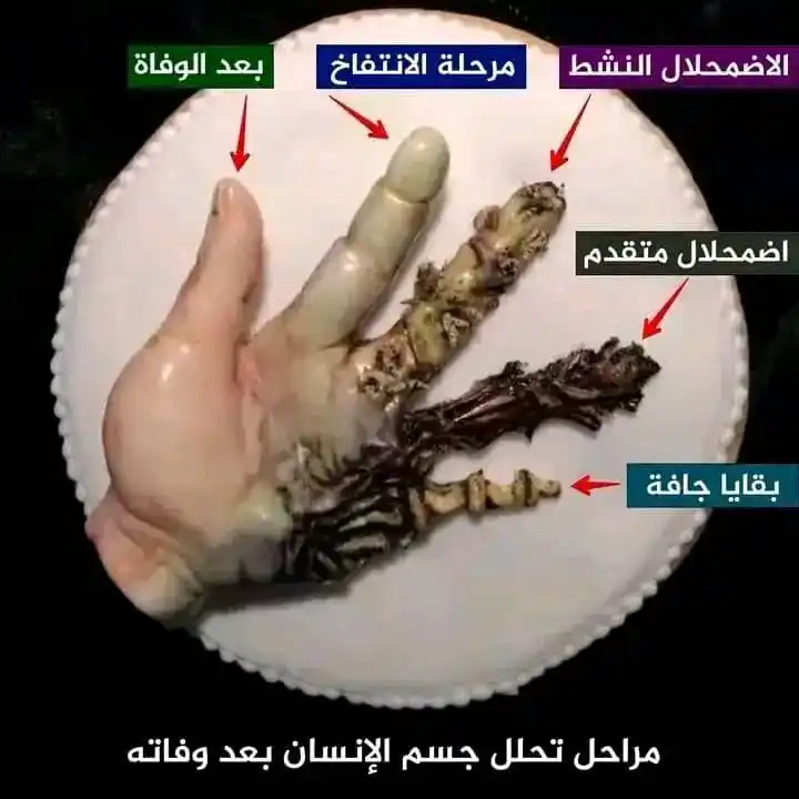 Image from لِـ عَائِشَةَ ♥︎.: ذهلت عندما رأيت هذه الصورة ومنذ ساعة تقريبًا وأنا أنظر إليها وأفكر فيه...