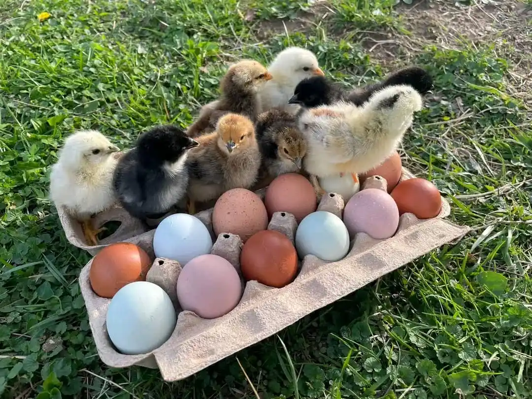 Image from AGRI_FARMS21: *Why Some Poultry Chicken Farmers Fail:*   Poultry chicken farming is ...