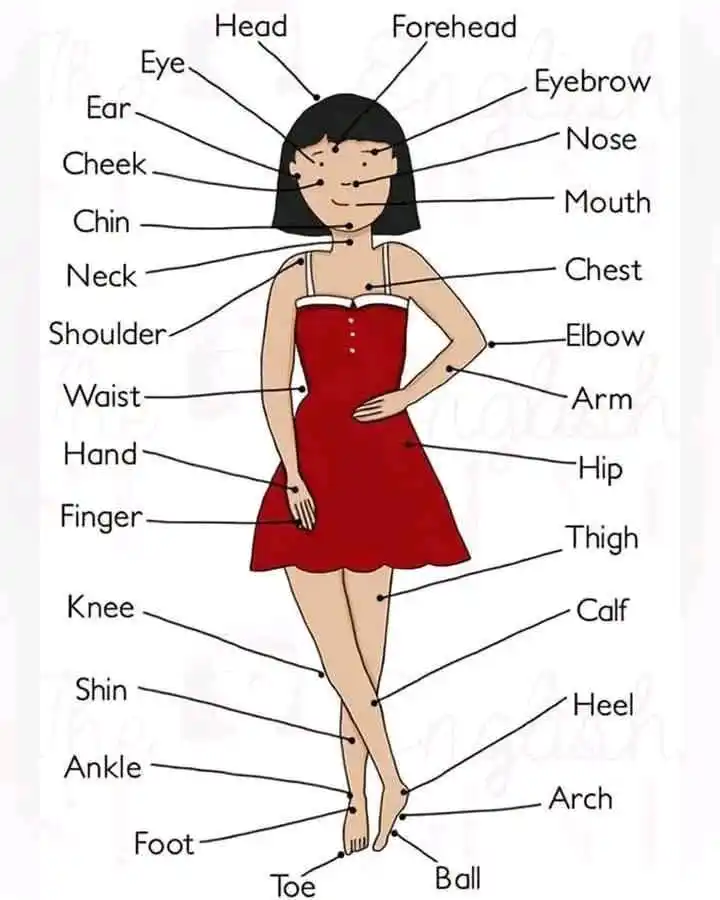 Image from Belajar Bahasa Inggris 🇬🇧🇮🇩: Bagian Atas (Wajah & Kepala):  *Head* (Kepala)  *Forehead* (Dahi)  *Ey...