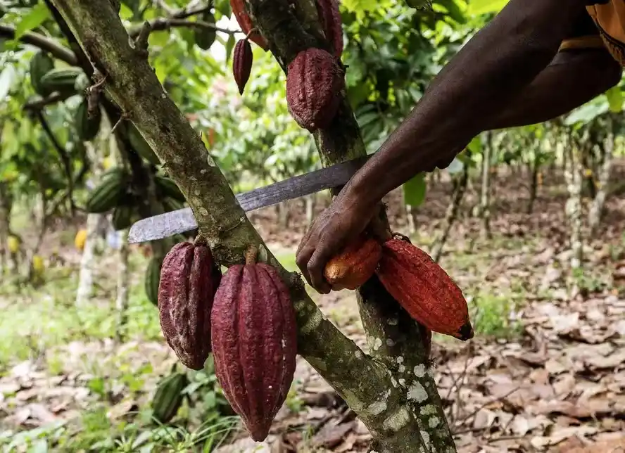 Image from O GLOBO - Economia e Negócios: *Com disparada no preço do chocolate, contrabando de cacau avança e al...