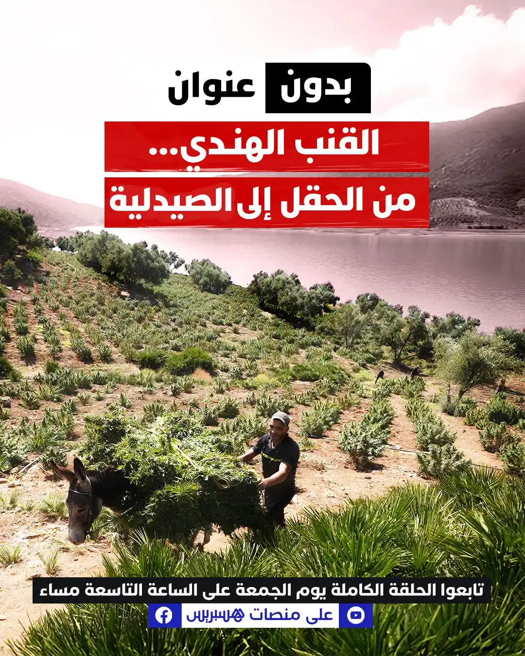 Image from  Hespress - هسبريس: من جبال الريف إلى مختبرات المعايير الصارمة: المغرب يُحوِّل نبتة "الكيف...