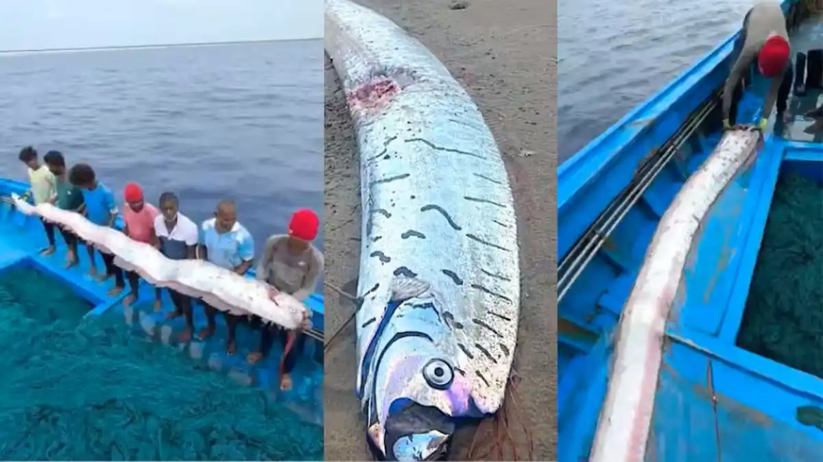Image from Fishery.News: 𝗥𝗮𝗿𝗲 ‘𝗗𝗼𝗼𝗺𝘀𝗱𝗮𝘆 𝗙𝗶𝘀𝗵’ 𝗦𝗽𝗼𝘁𝘁𝗲𝗱 𝗶𝗻 𝗧𝗮𝗺𝗶𝗹 𝗡...