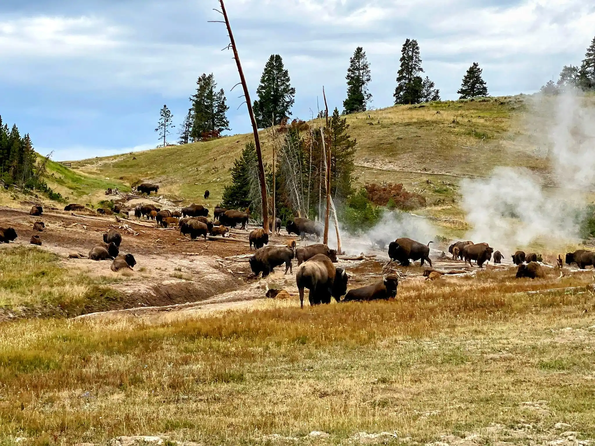 Image from Can’s Travel Logs 🏖️: Bison in hot spring steam, Yellowstone National Park. Jul 2021...