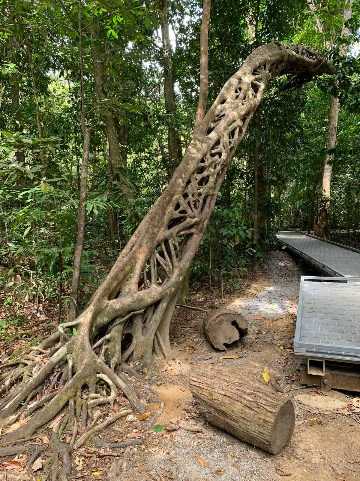 Image from Can’s Travel Logs 🏖️: Daintree National Park, the world's oldest tropical rainforest by an i...