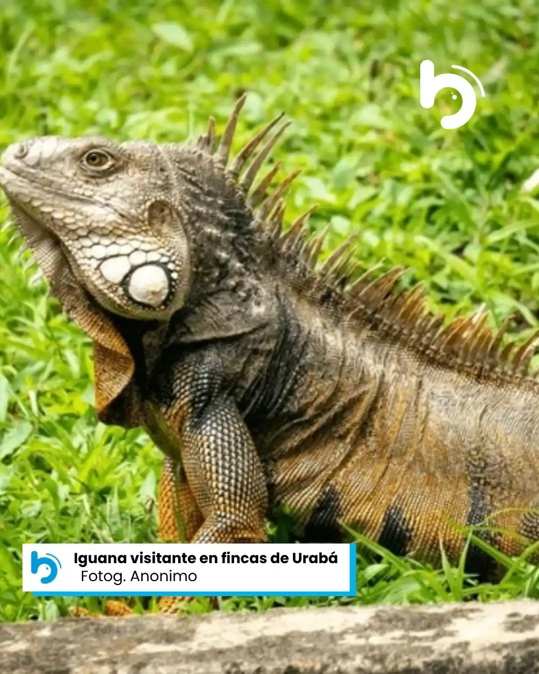 Image from Noticias El Boom: https://www.facebook.com/photo?fbid=1233267418811915&set=a.44622509418...