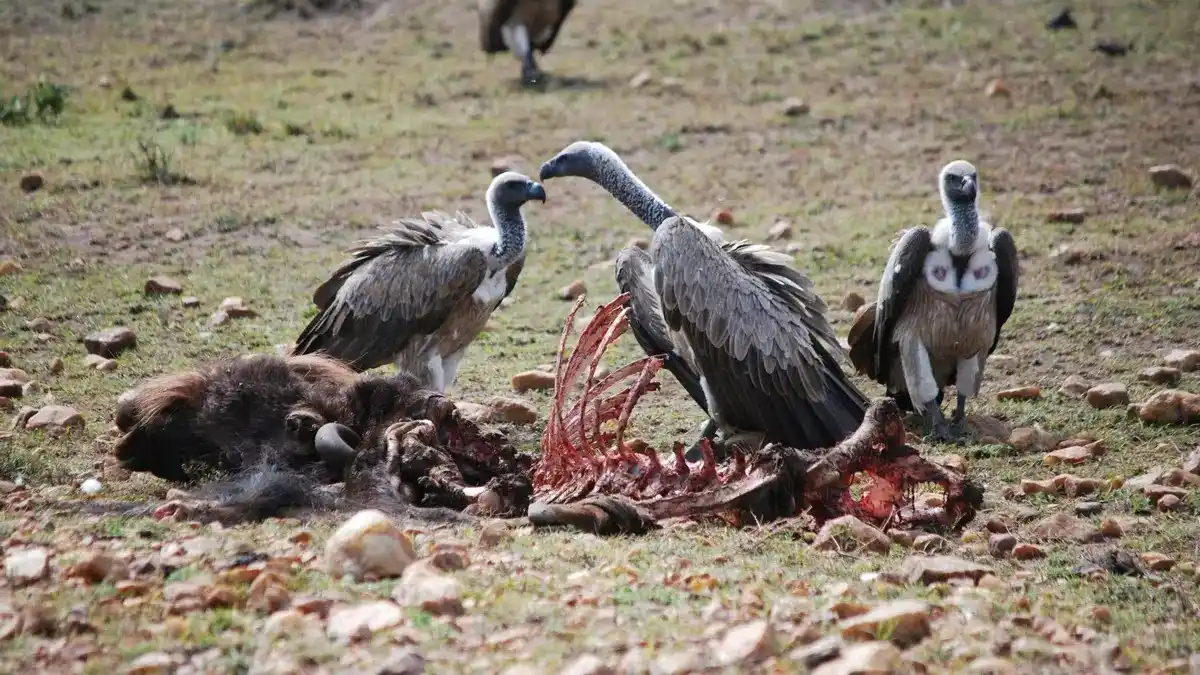 Image from elDiario.es: 🐊 *Los animales carroñeros están en peligro y eso puede causar un gra...