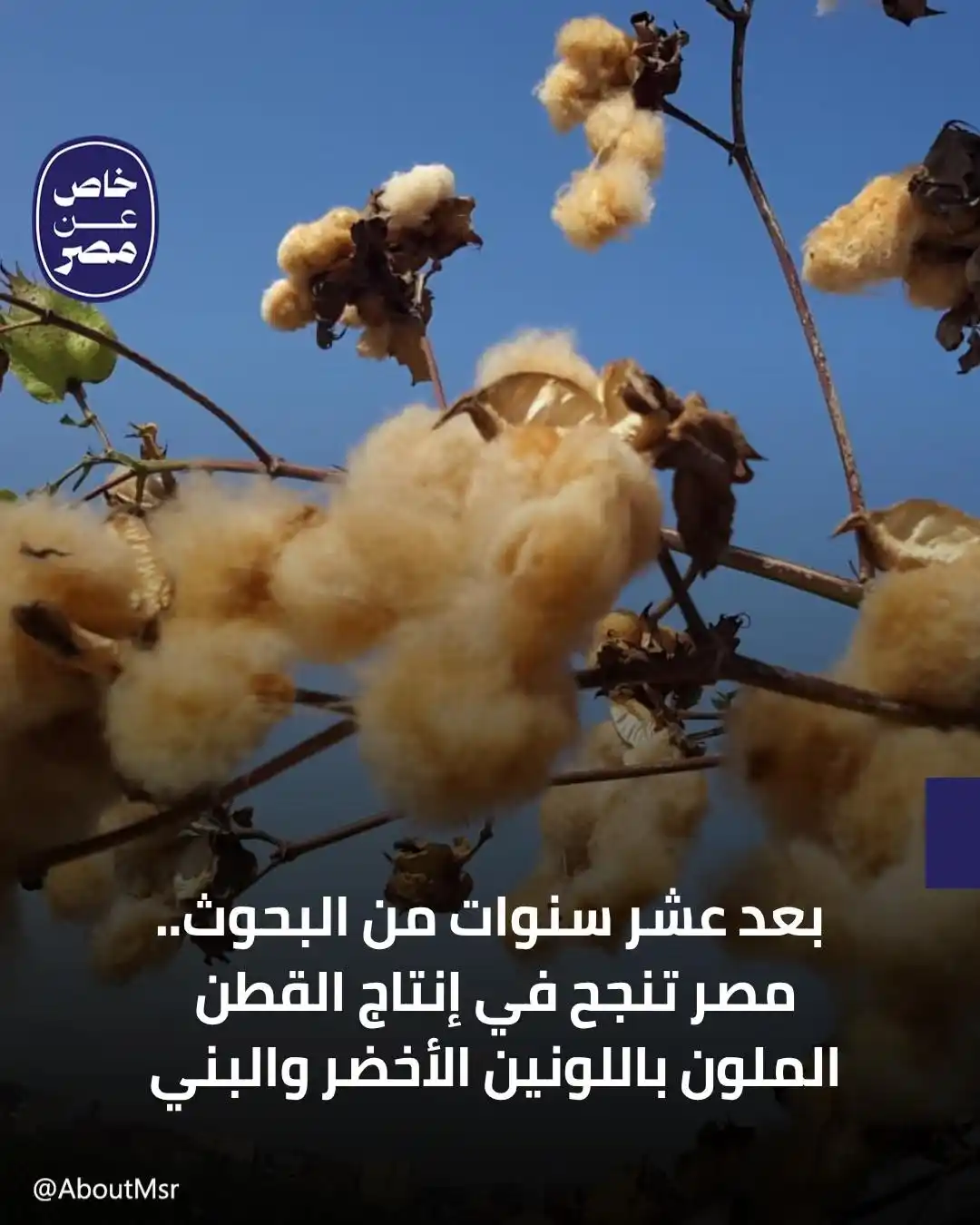 Image from خاص مصر: وكيل معهد بحوث القطن والمتحدث الإعلامي للمعهد, مصطفى عمارة ، لـ”خاص-مص...