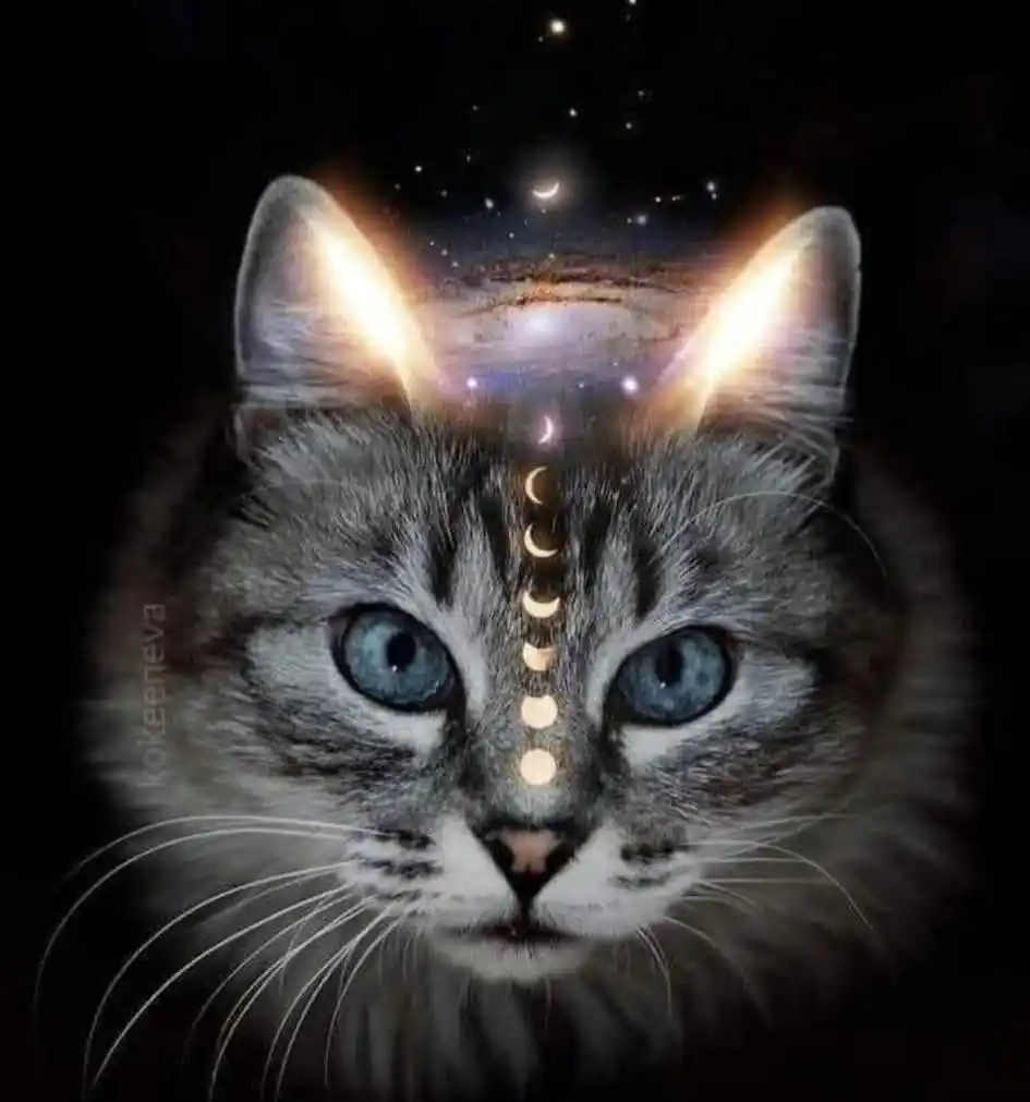 Image from THE ELIXIR TO THE MATRIX: *Sleep in a bed with a cat?*  The health effects are staggering...  Ca...