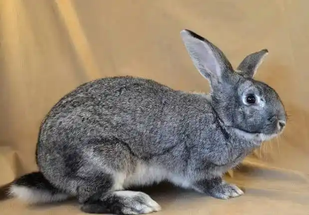 Image from SK AGRIBUSINESS FIRM: CHINCHILLA RABBITS: these rabbits are blue-grey in colour, they have w...
