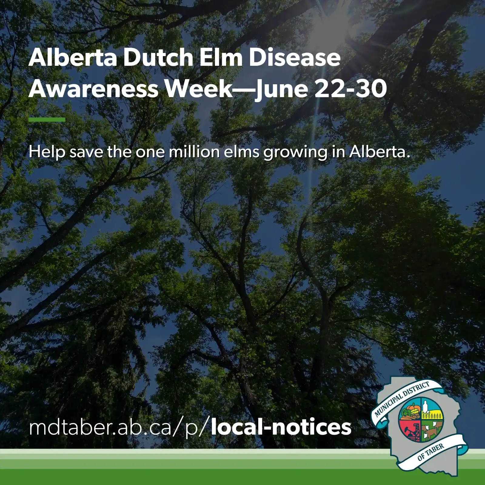 Image from Municipal District of Taber: *🌳 Dutch Elm Disease Awareness Week | June 22–30 🌳*  Alberta remains...