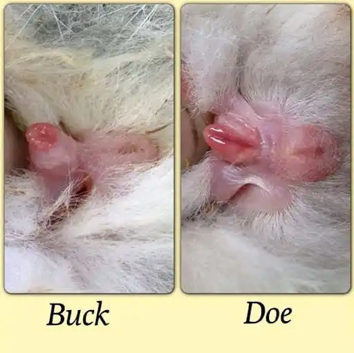 Image from SK AGRIBUSINESS FIRM: If it's a male ( Buck ) a tiny tube will show in a young bunny and if ...