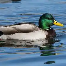 Image from SK AGRIBUSINESS FIRM: Mallard ducks typically lay a clutch of 8-13 eggs, with an average of ...