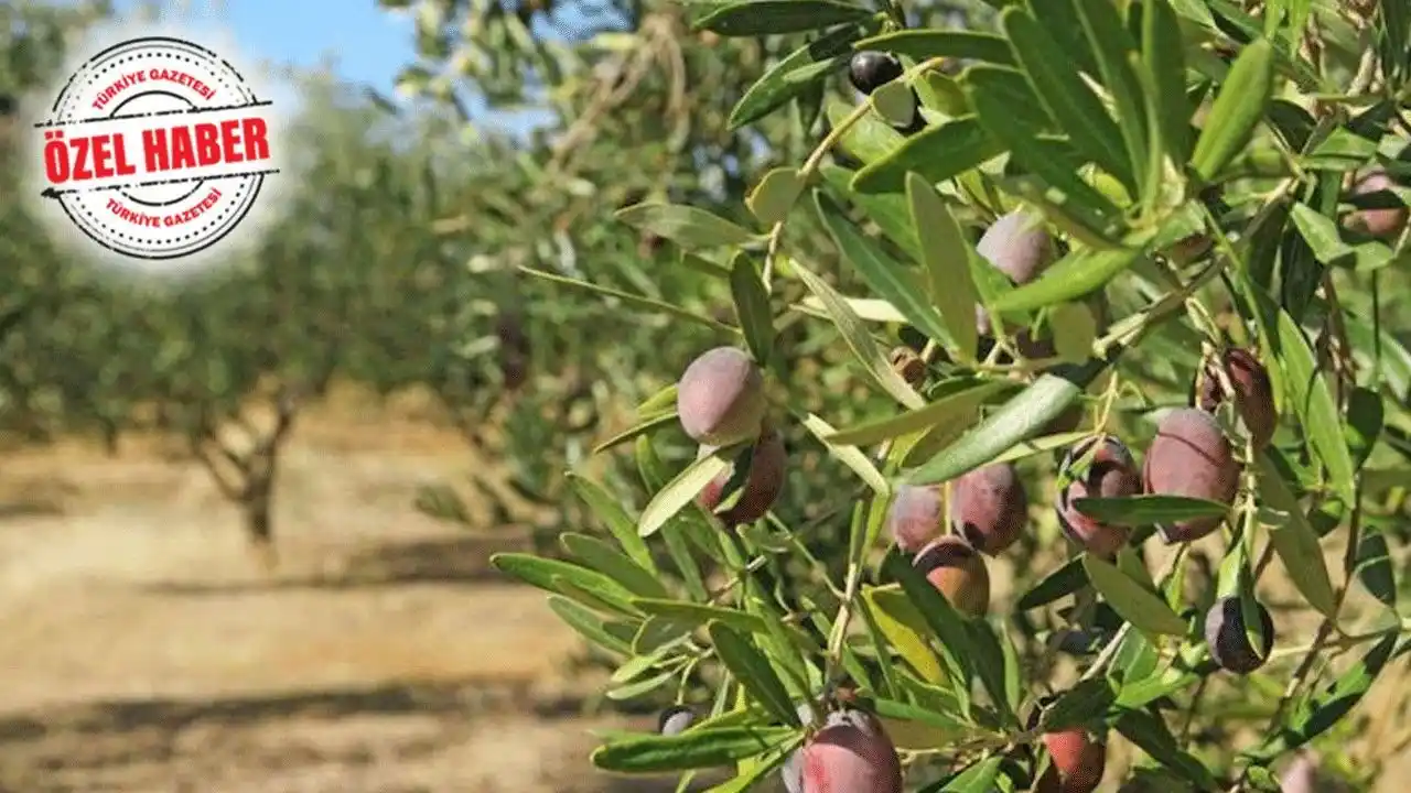 Image from Türkiye Gazetesi: Zeytin ağaçlarının taşınması mecburi olacak! Maden kanunu Meclis komis...
