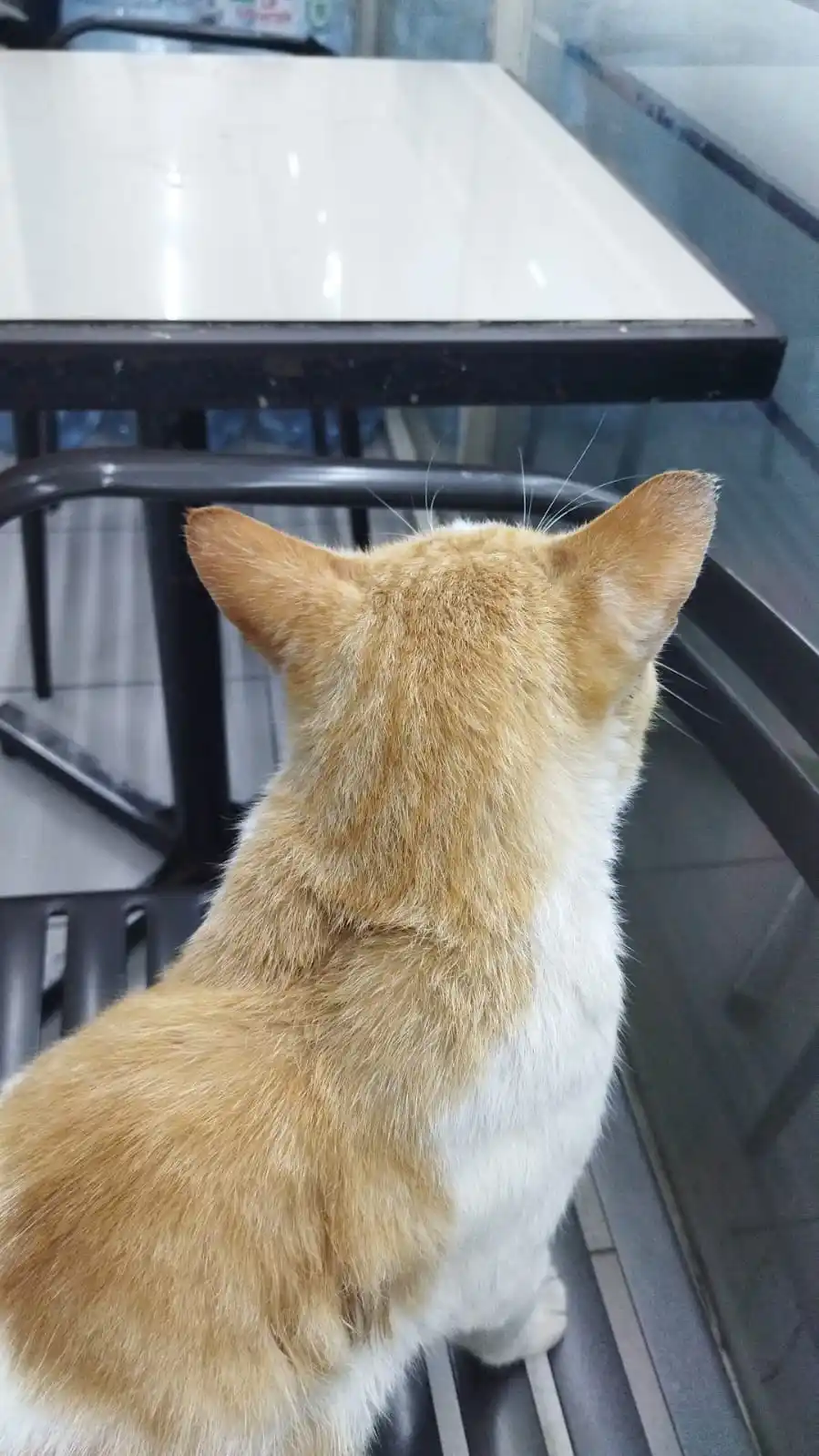 Image from /ᐠ - ˕ -マ Ⳋ   🍞❓: kucing indomaret tadi malam....