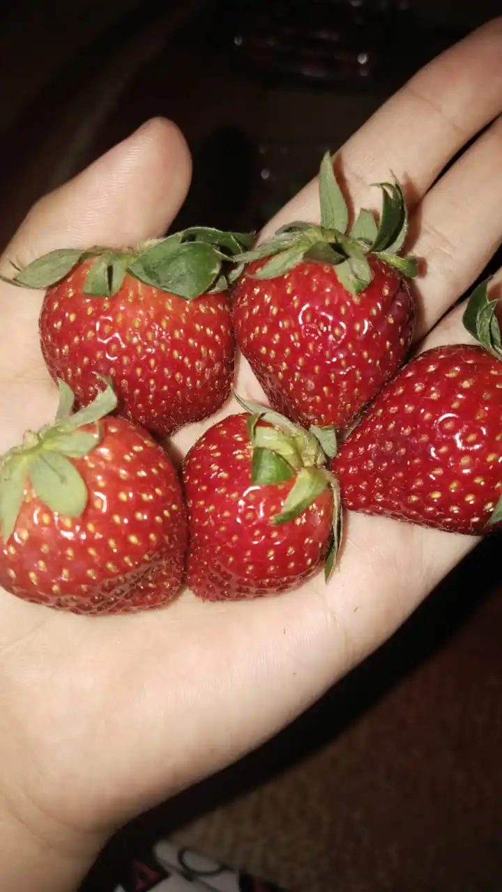 PViu💗💞💋🕊️🍝🍜 (rest) post