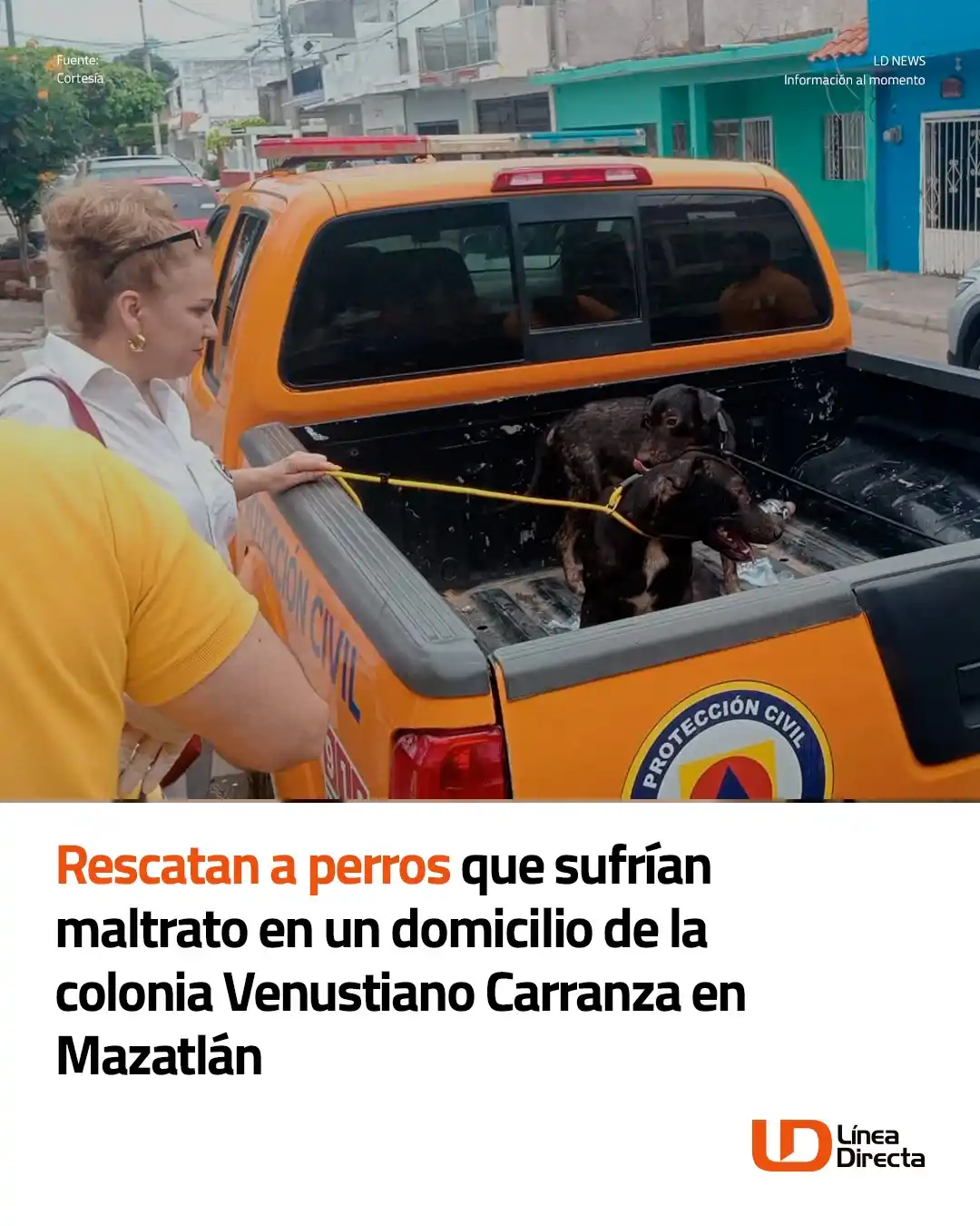 Image from Línea Directa Portal: ➡️ Rescatan a perros🐾 que sufrían maltrato en un domicilio🏠 de la co...
