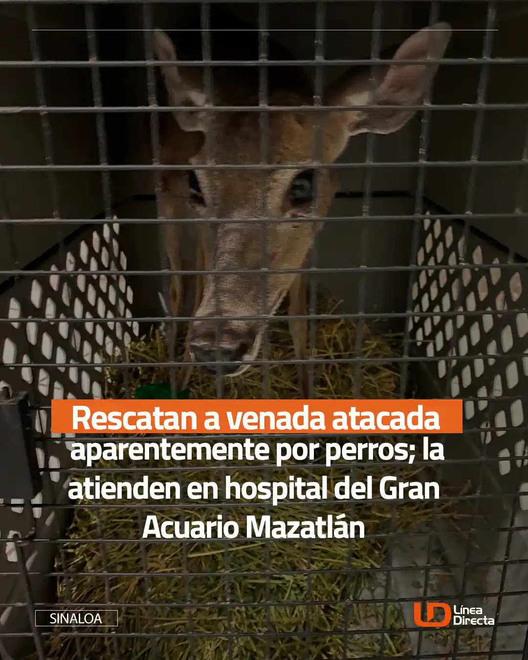 Image from Línea Directa Portal: *Rescatan a venada 🦌 atacada aparentemente por perros🐕;* la atienden...