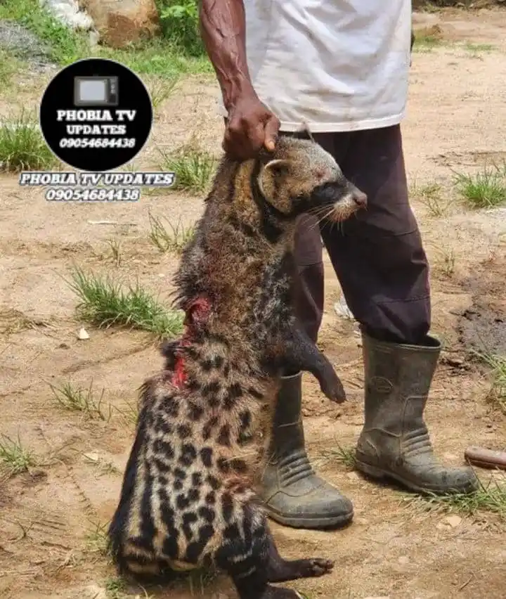 Image from PHOBIA TV 📺 UPDATES STATION 🚓🚨: This animal was killed in Nigeria and it worths Millions of Naira. Il...