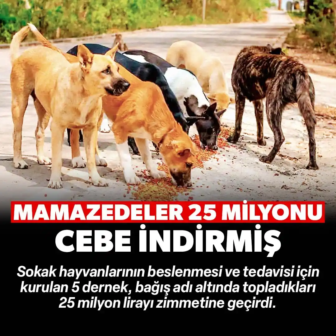 Image from Yeni Şafak: *Hayvan değil para sevgisi:* Bağış paralarıyla araç ve konut satın alm...