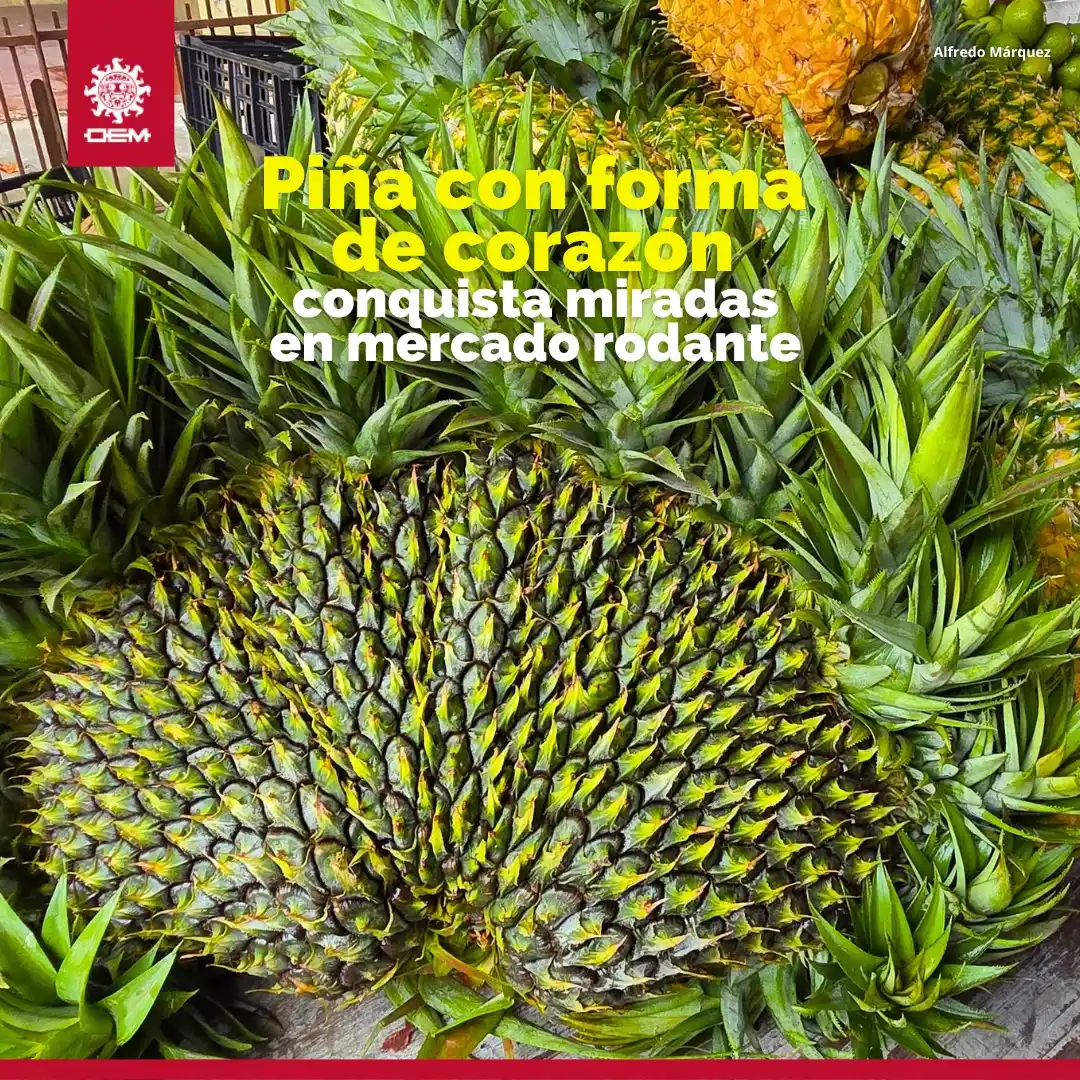 Image from EL SOL DE TAMPICO: 🫶🙀 *La piña que nació en el campo veracruzano*🍍🧡  ✨En *La Isla, co...