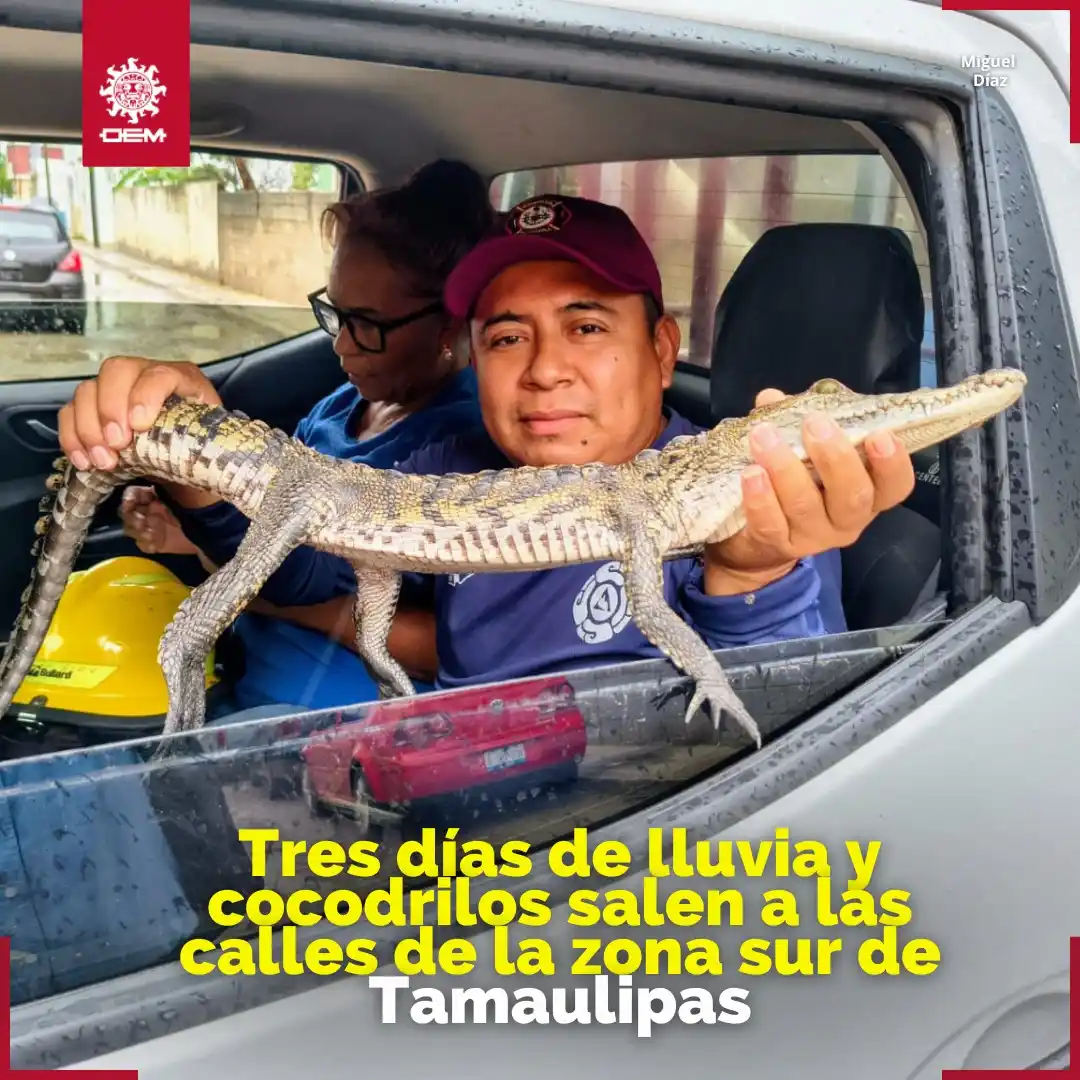Image from EL SOL DE TAMPICO: 🔴🐊 *TAN SOLO 14 PEQUEÑOS SALIERON EN ALTAMIRA*🐊 ☔🌳Aunque las prec...